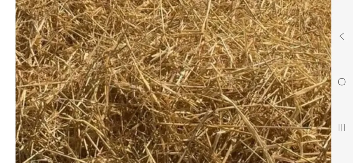 Barley Straw wanted on flat