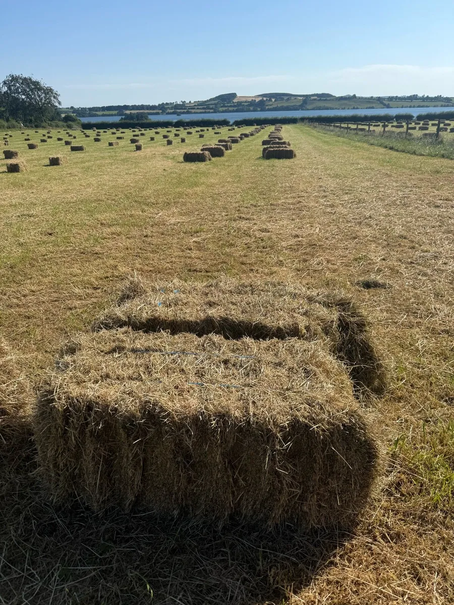 Square bales of hay - Image 4