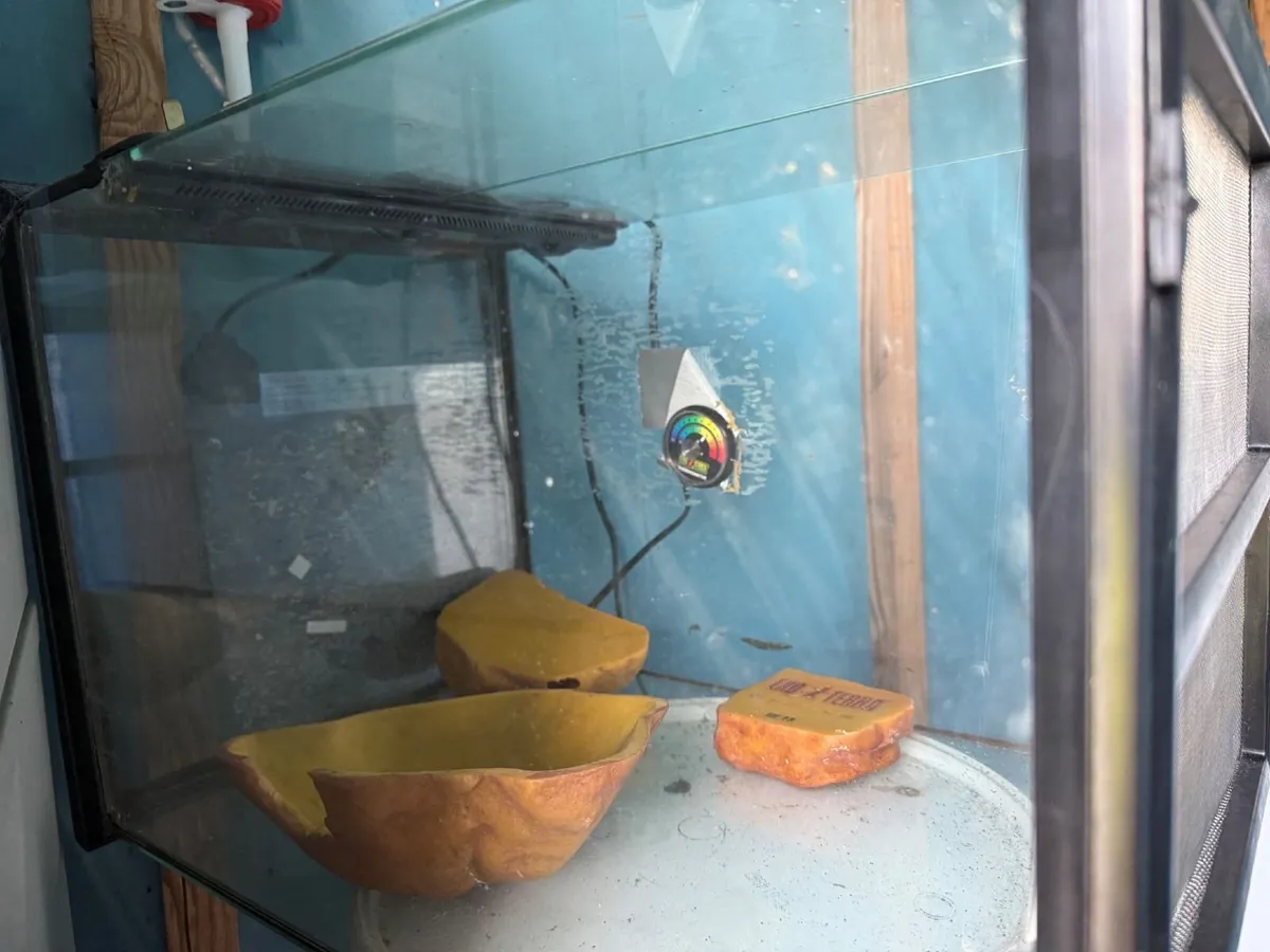 Fish Tank & Reptile tank - Image 1