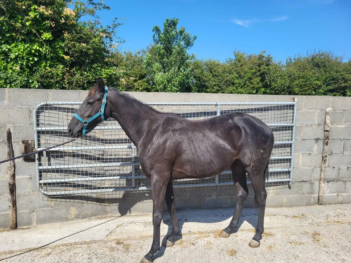 2 two year olds by jeu st eloi - Image 1