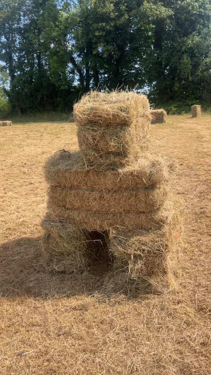 Top Quality square Bales - Image 1