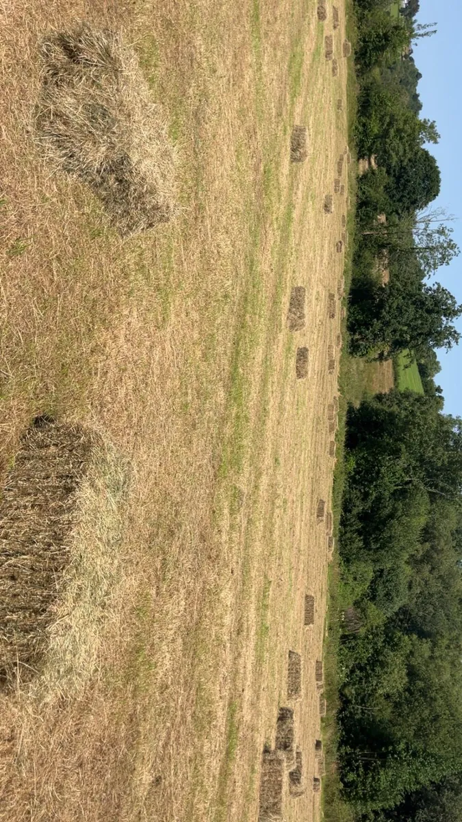 Top Quality square Bales - Image 2