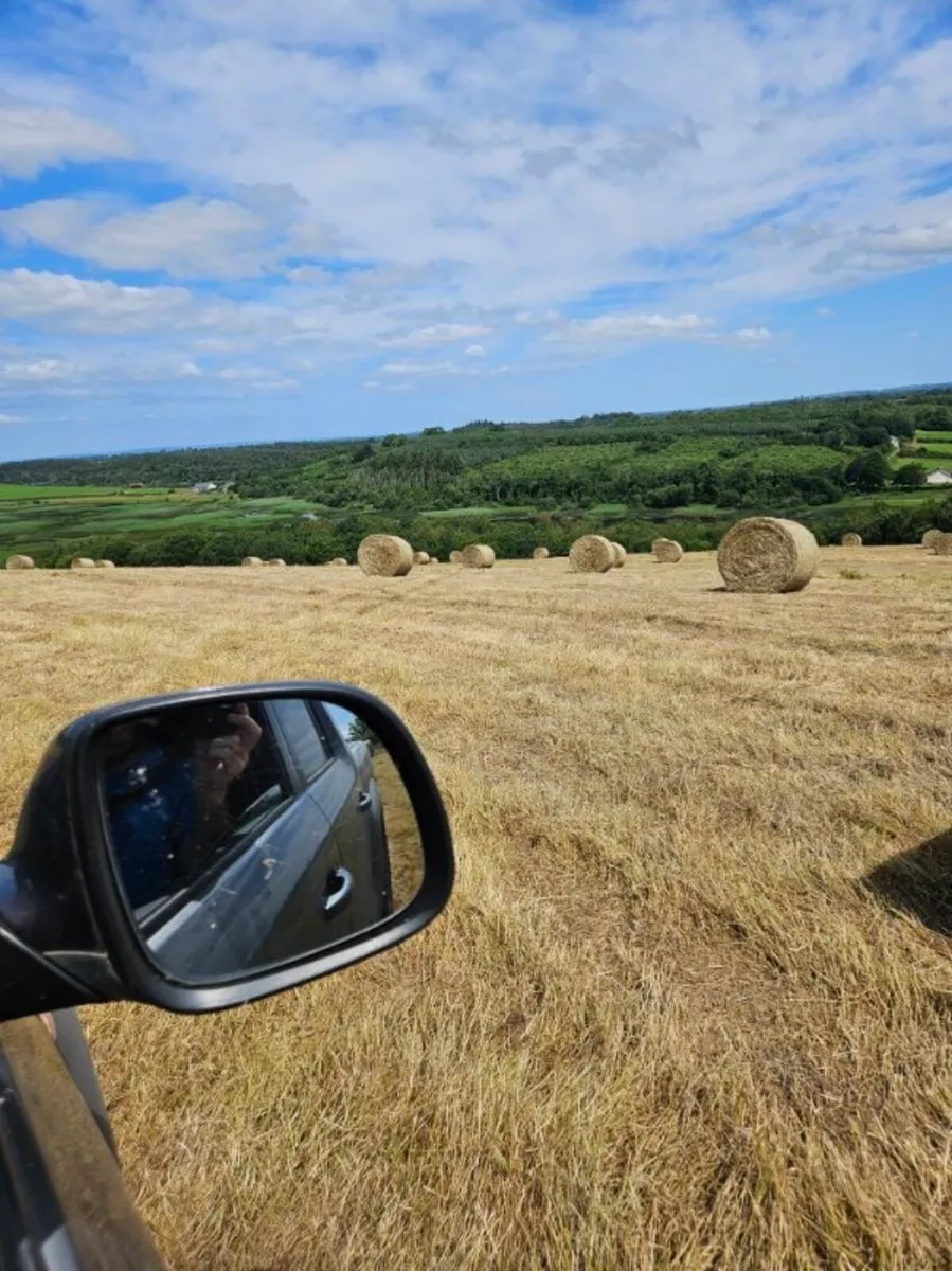 Organic hay - Image 2