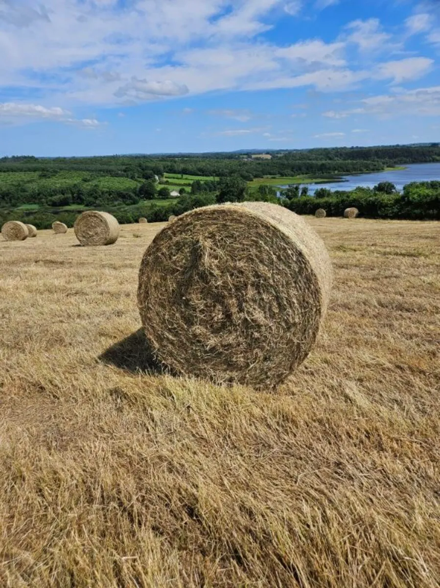 Organic hay - Image 1