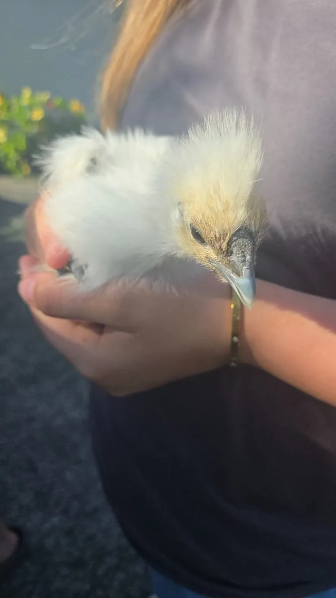 Chickens - White Silkies, Buff & Lav Perkin - Image 1
