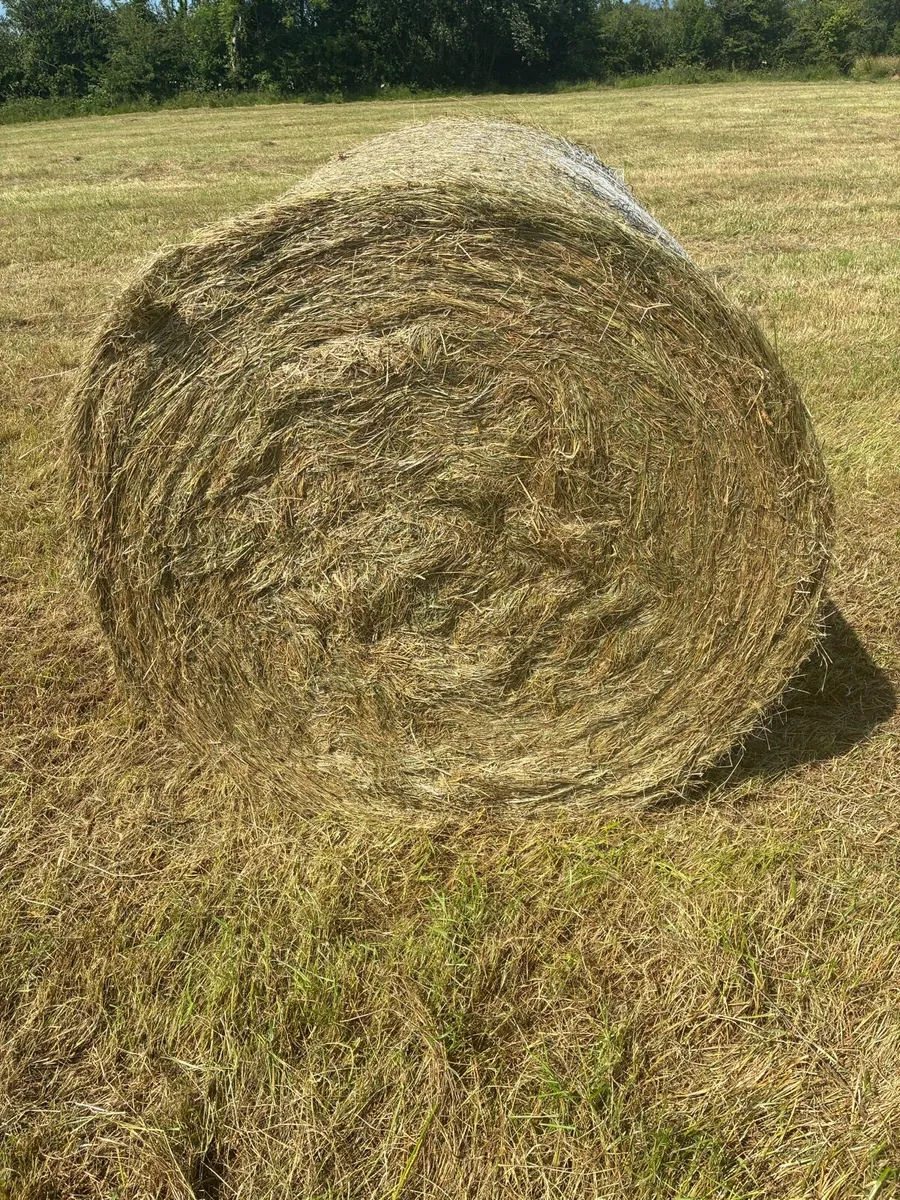 Top quality hay - Image 1