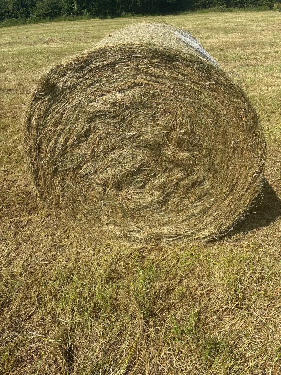 Top quality hay - Image 2