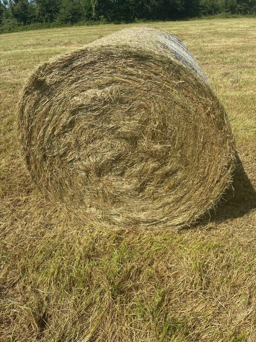 Top quality hay - Image 3