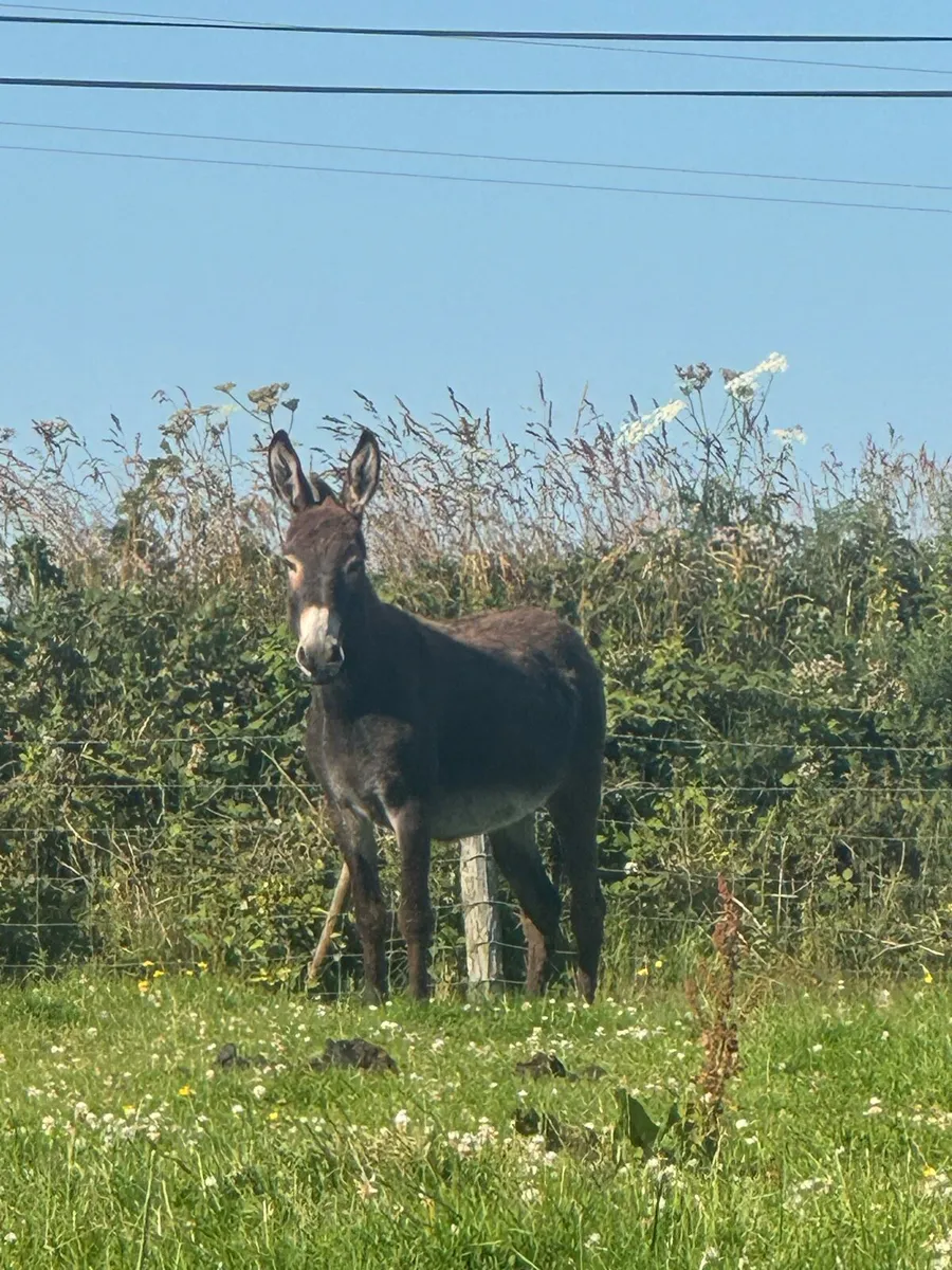 Female donkeys with books - Image 3