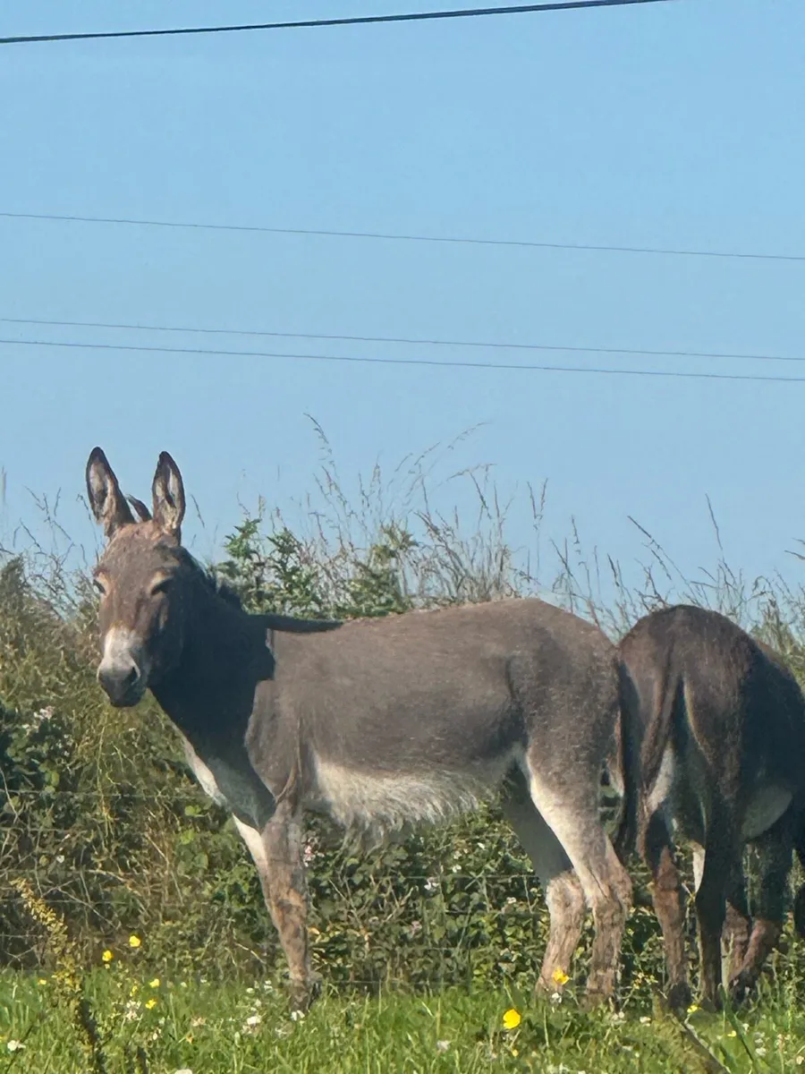 Female donkeys with books - Image 4