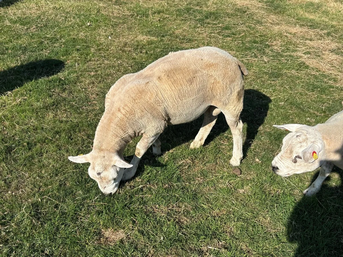 Rams - Image 2