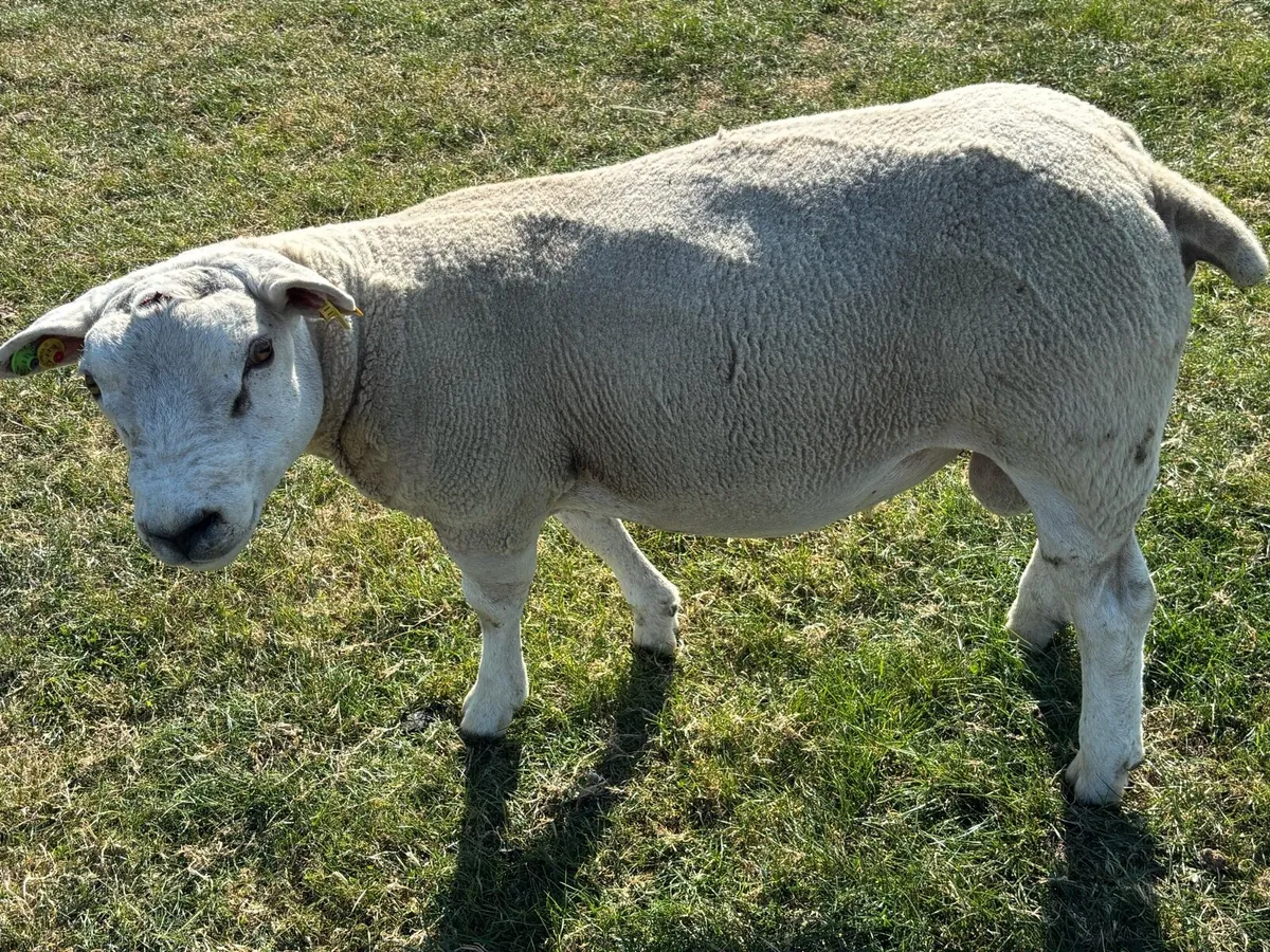 Rams - Image 3