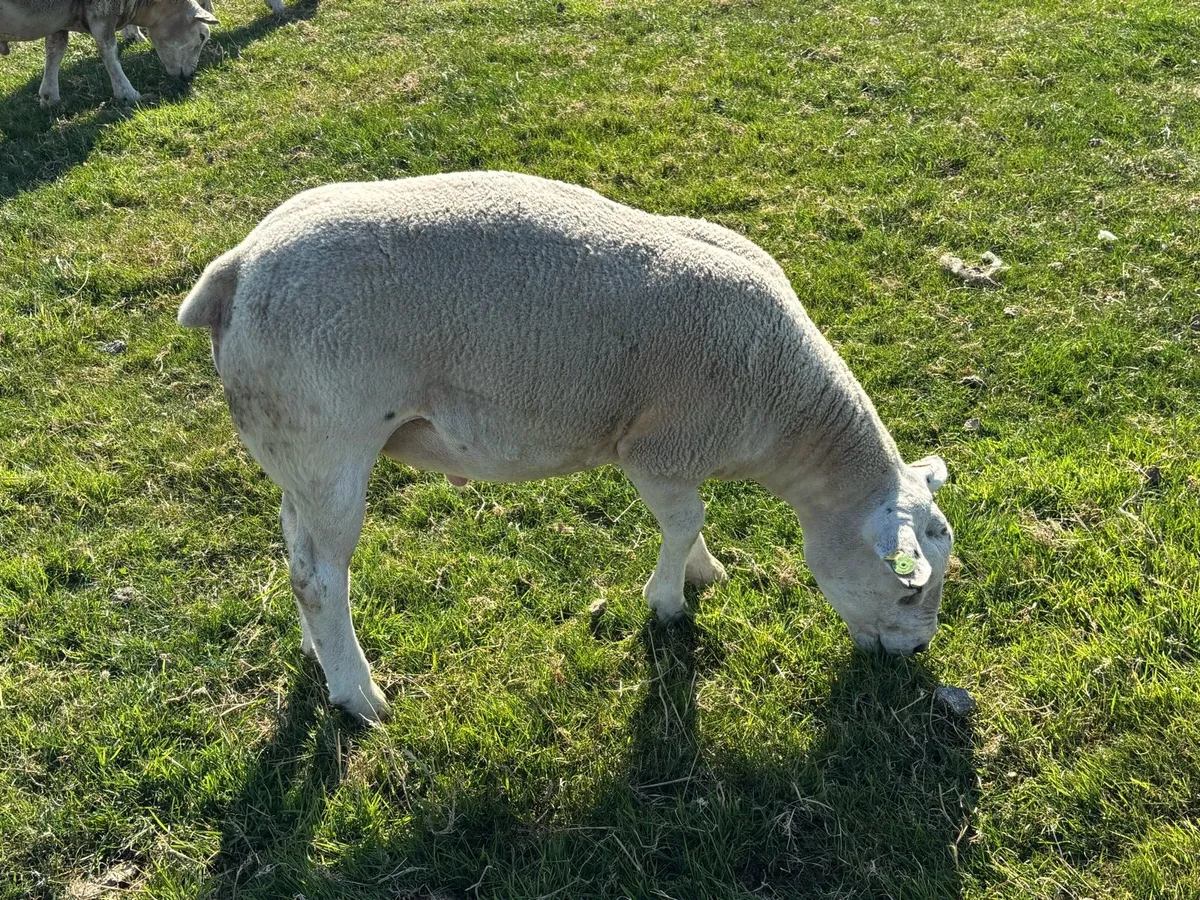 Rams - Image 4