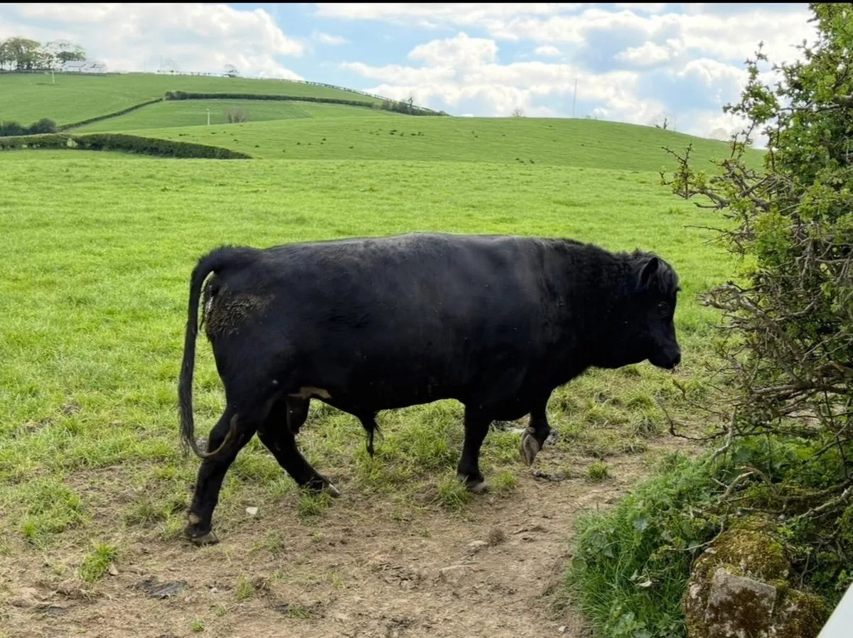Dexter Bull - Image 2