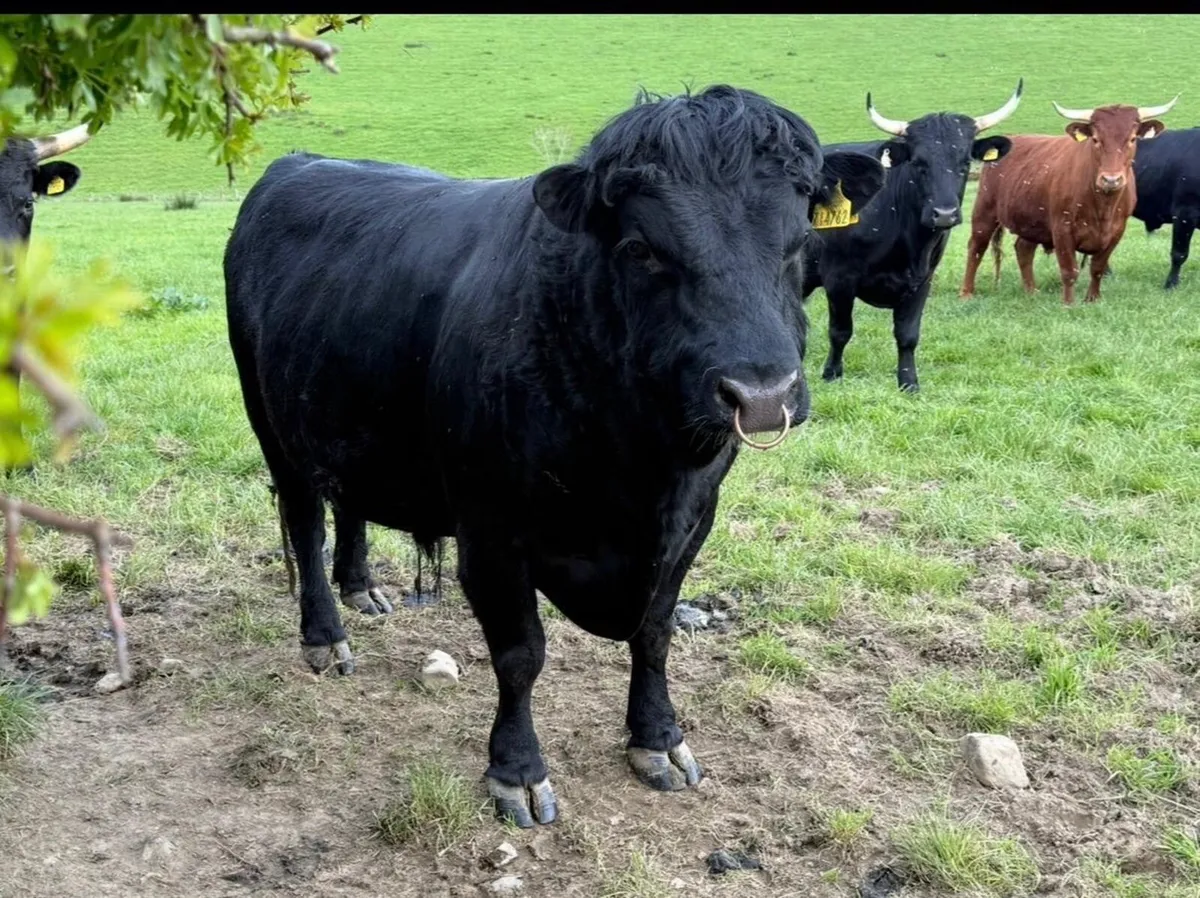 Dexter Bull - Image 3