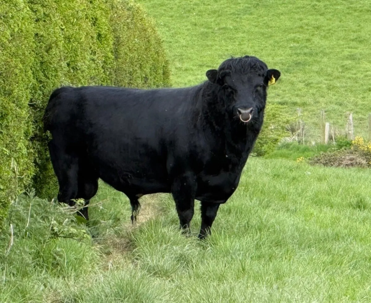 Dexter Bull - Image 1
