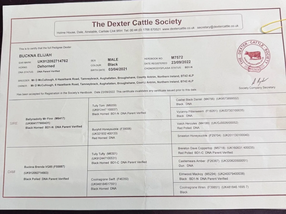 Dexter Bull - Image 4