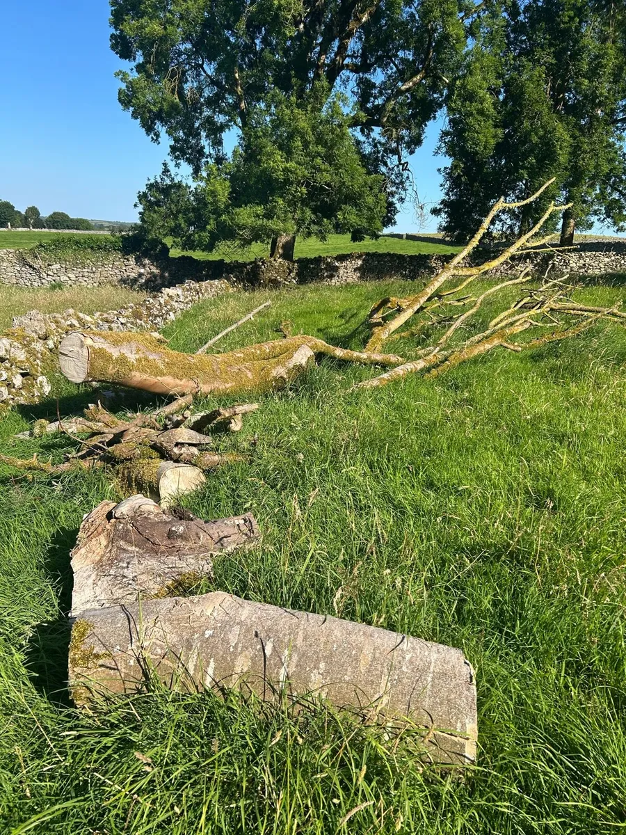 Timber For Sale - Image 2