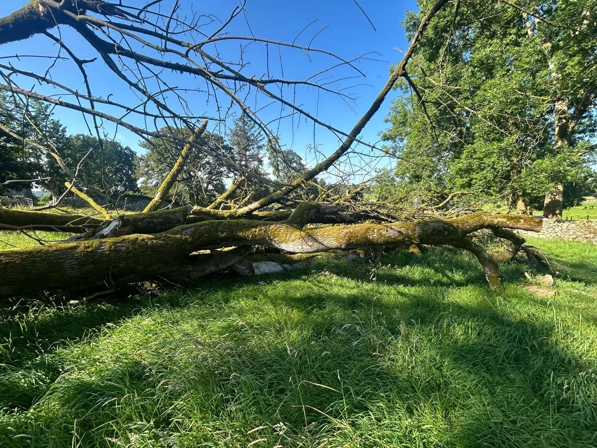 Timber For Sale - Image 1