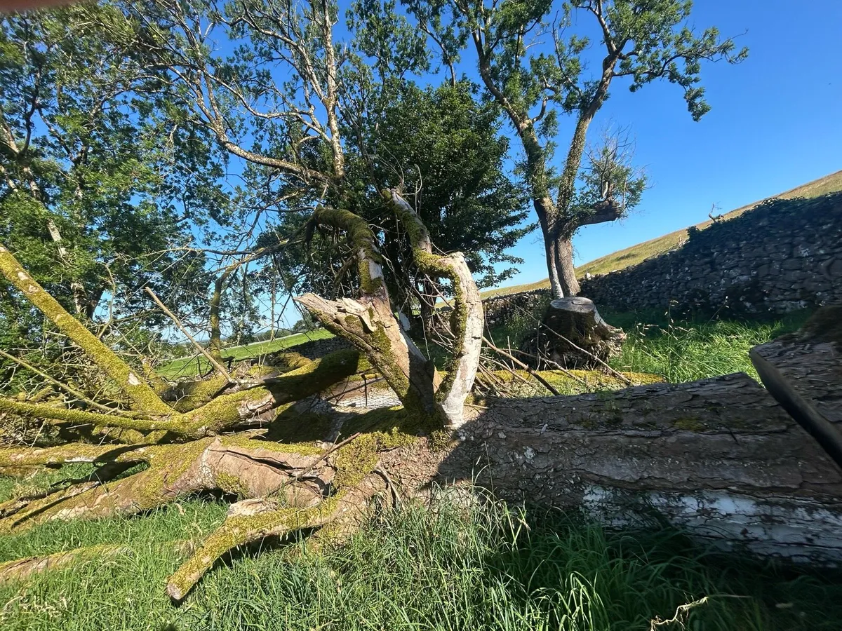 Timber For Sale - Image 3