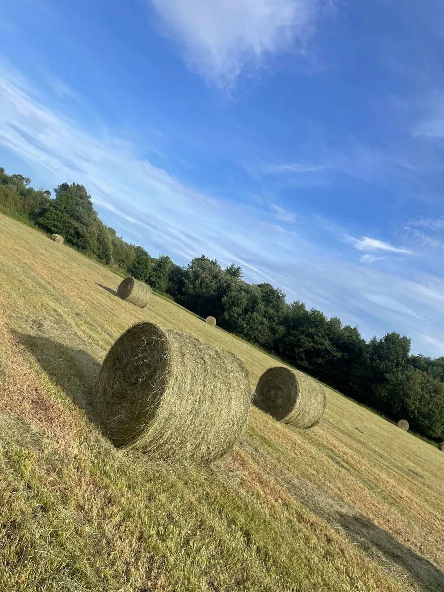 Hay - Image 1
