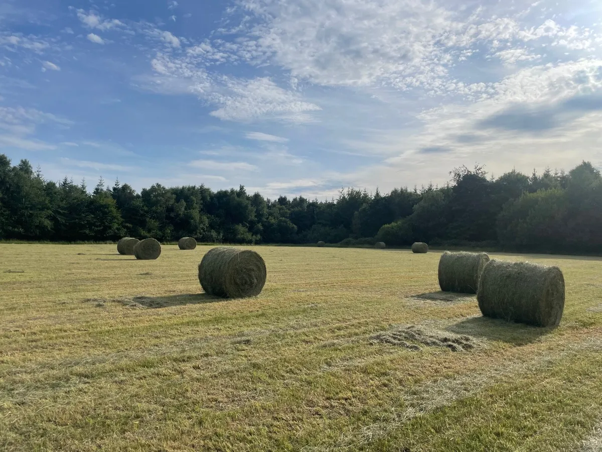 Hay - Image 2