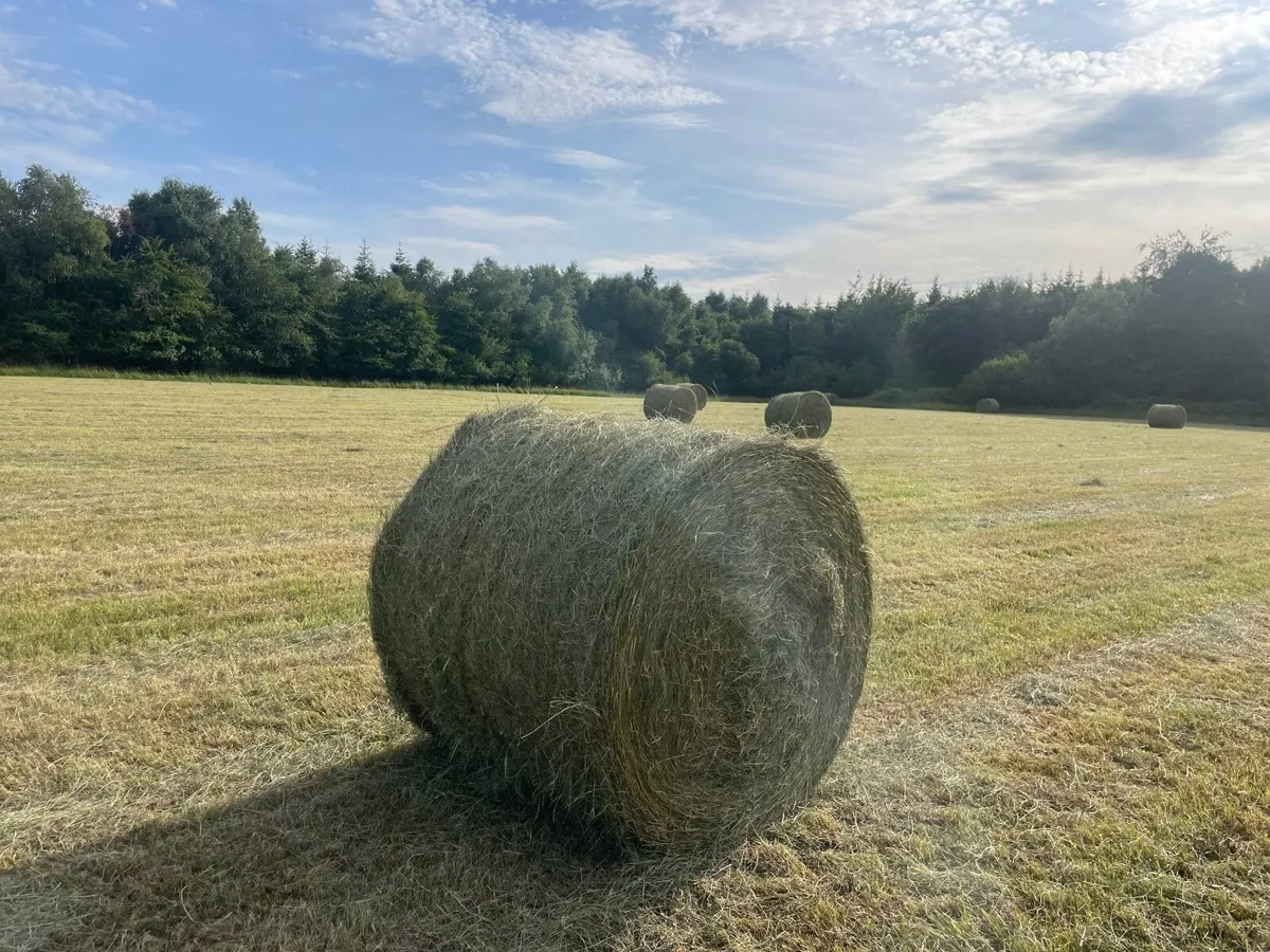 Hay - Image 3