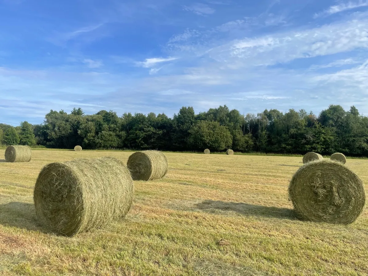 Hay - Image 4