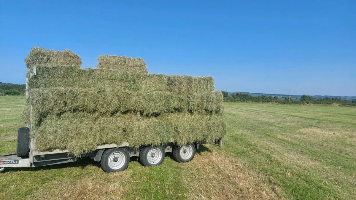 Top quality hay square bales - Image 2