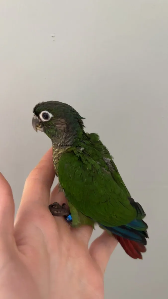 Green cheek Conure chick