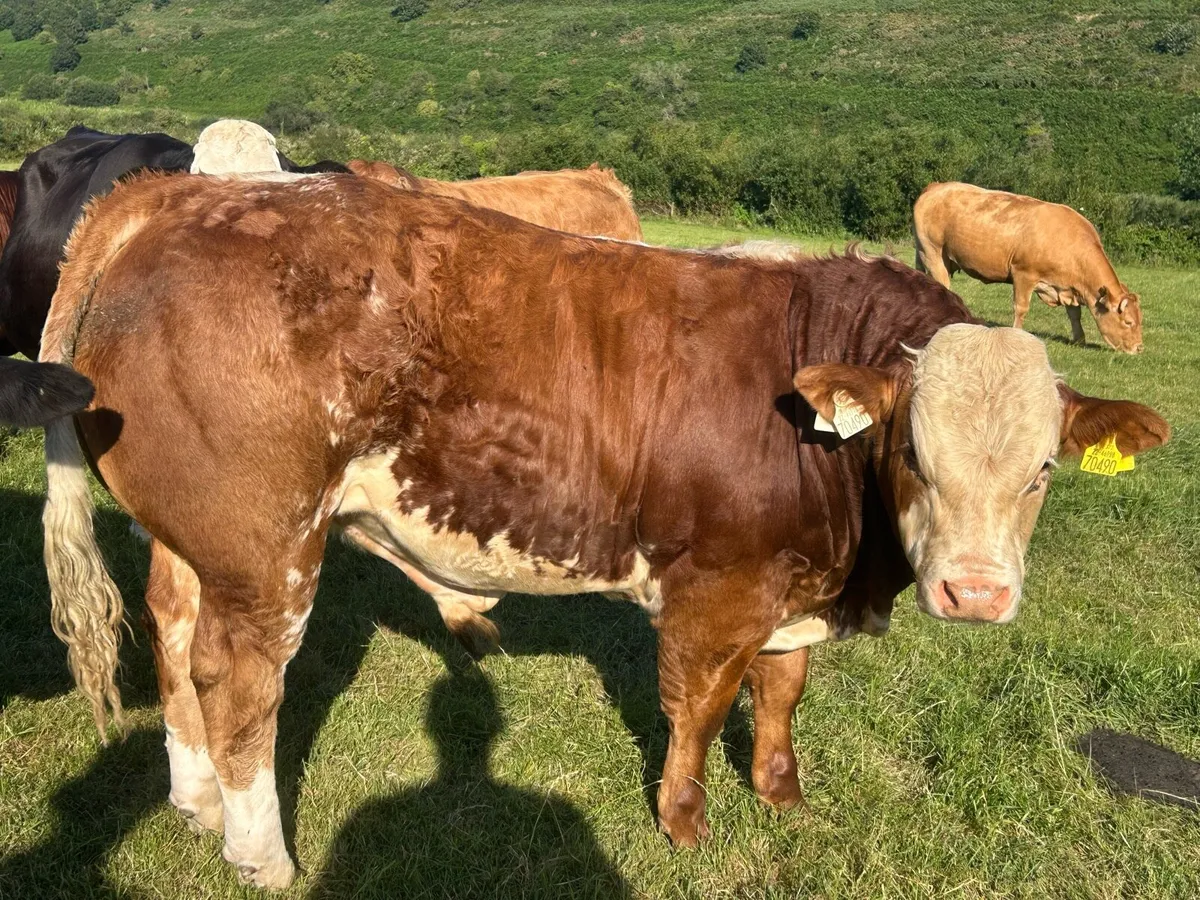 E & U Grade bulls for sale - Image 1