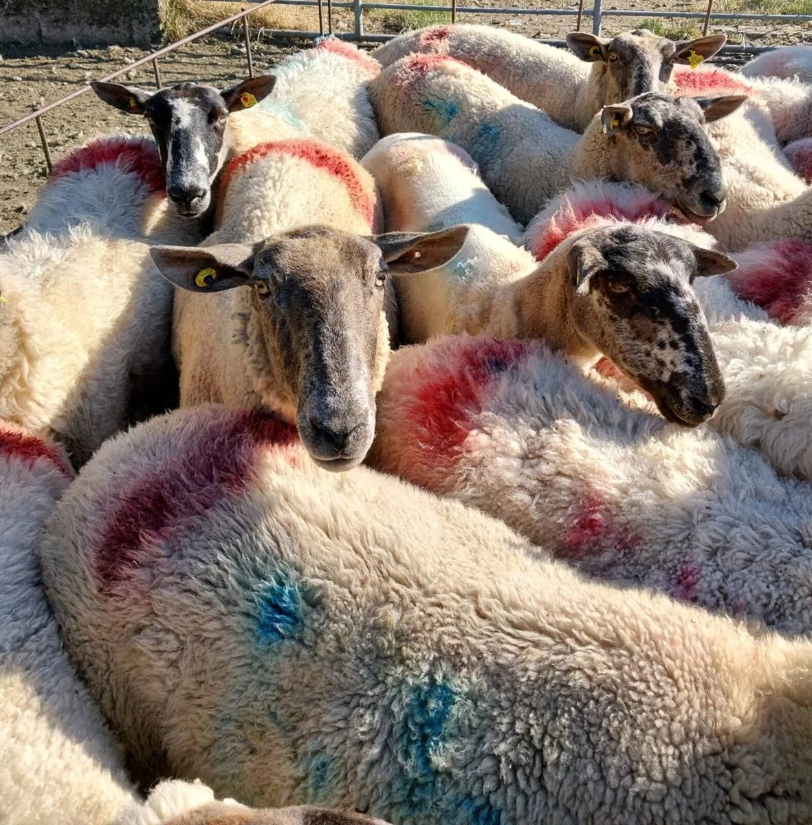 Breeding Ewes - Image 1
