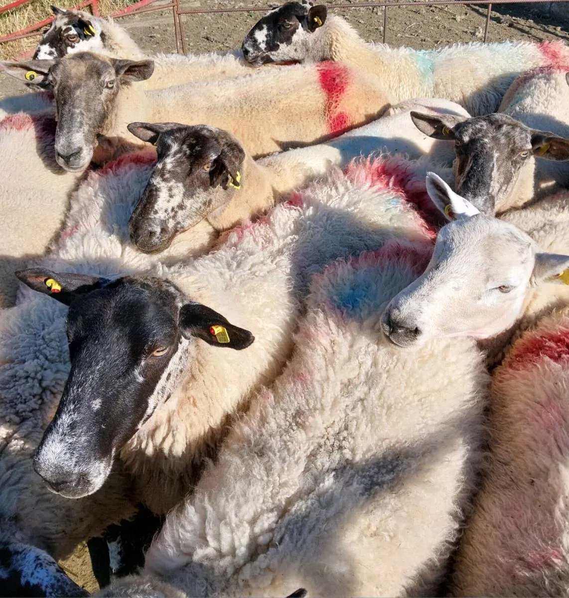 Breeding Ewes - Image 2