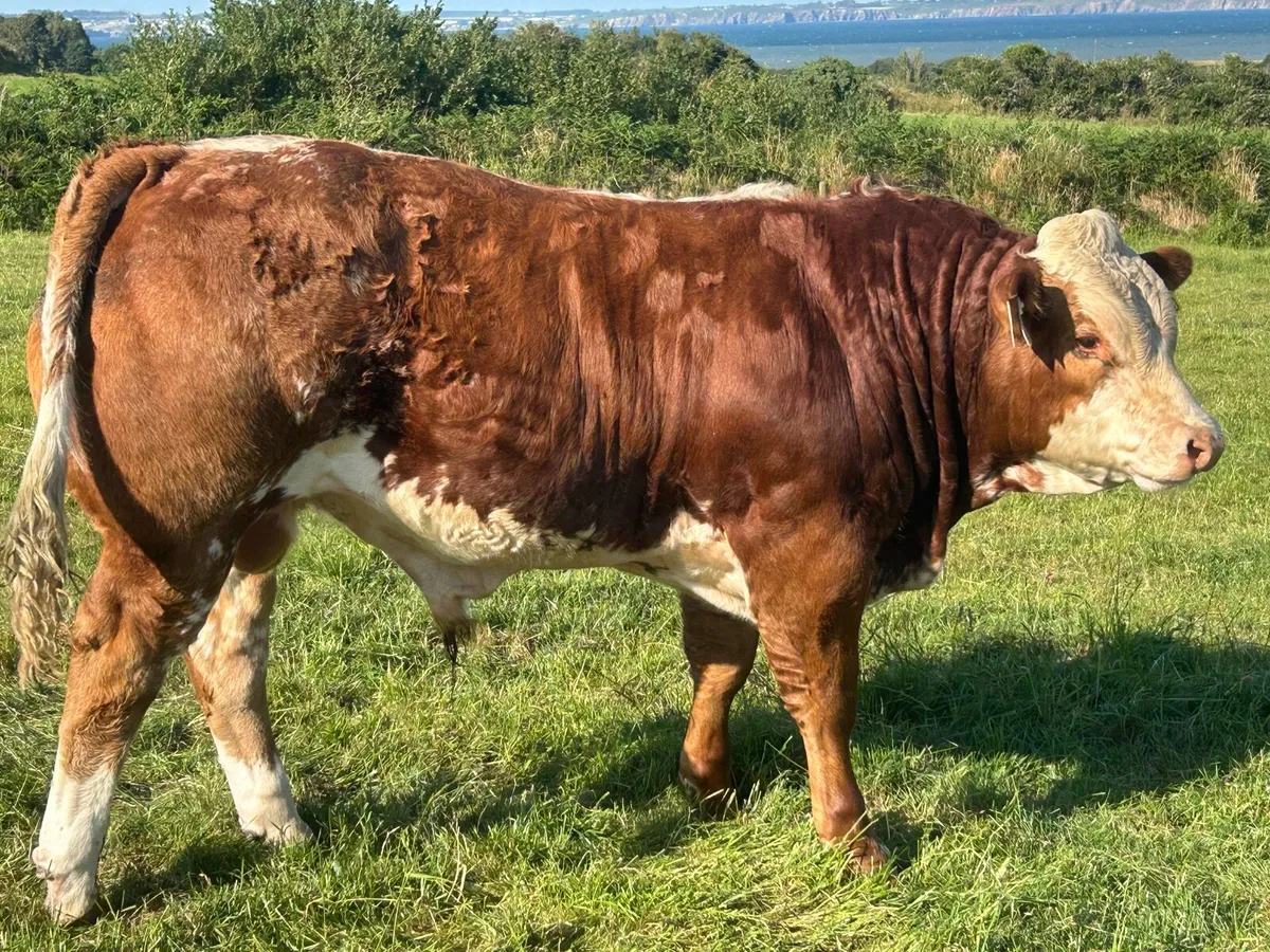 E & U Grade bulls for sale - Image 2