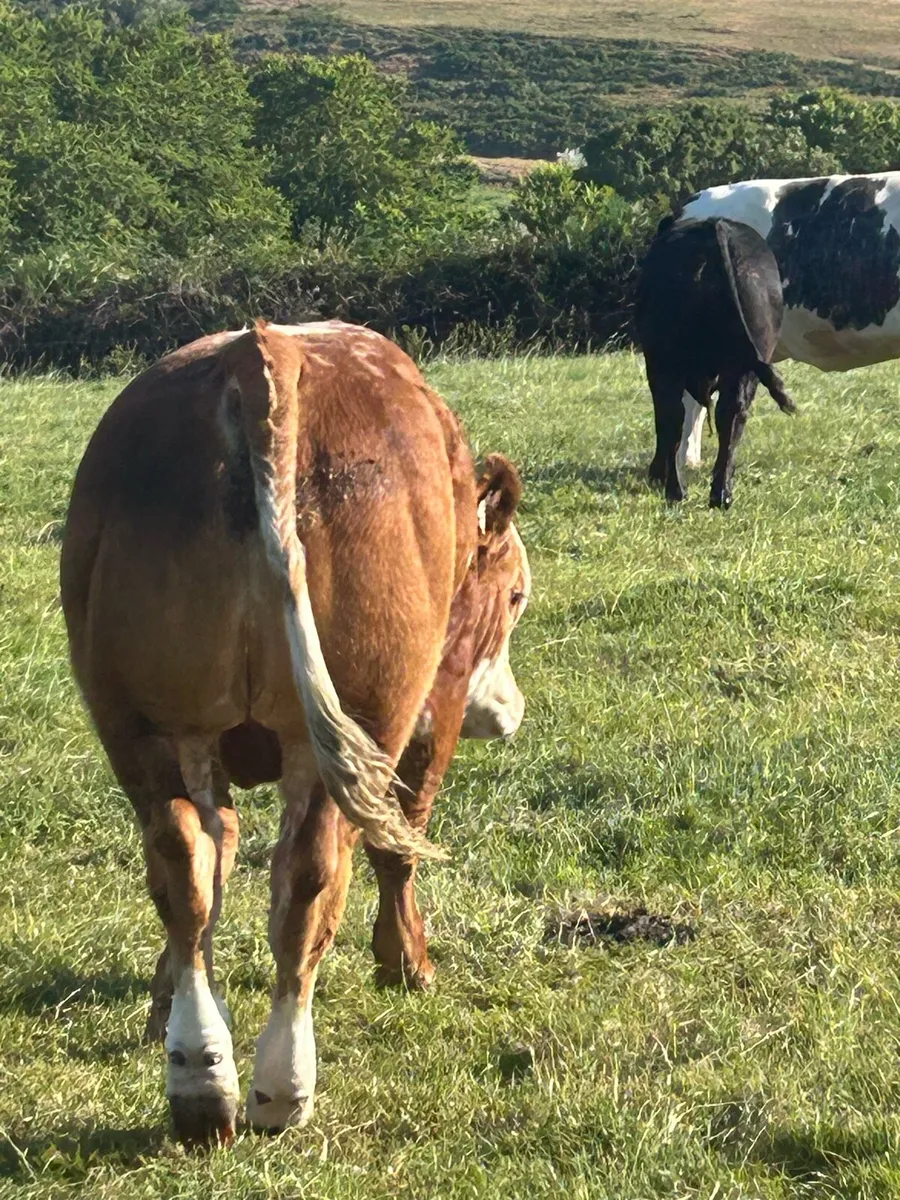 E & U Grade bulls for sale - Image 3