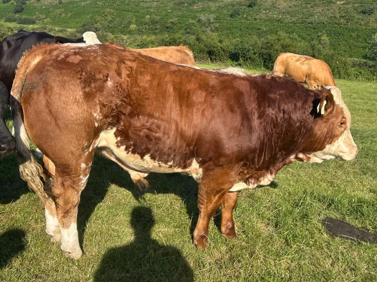 E & U Grade bulls for sale - Image 4