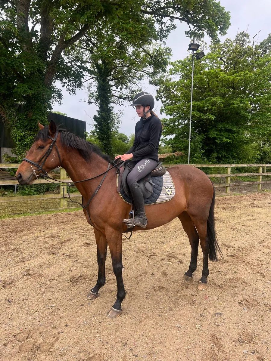 Quality Irish Sports Horse - 5yr - Image 1