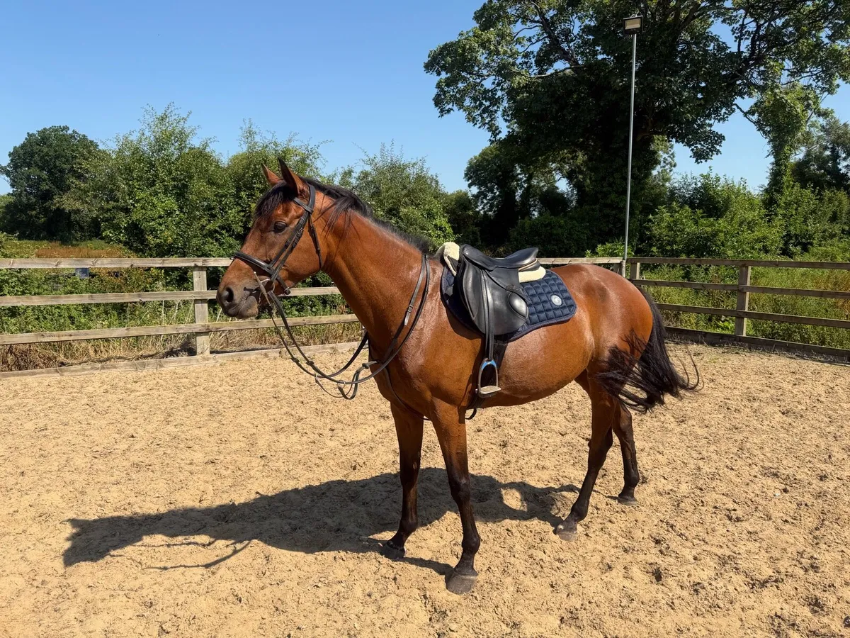Quality Irish Sports Horse - 5yr - Image 2