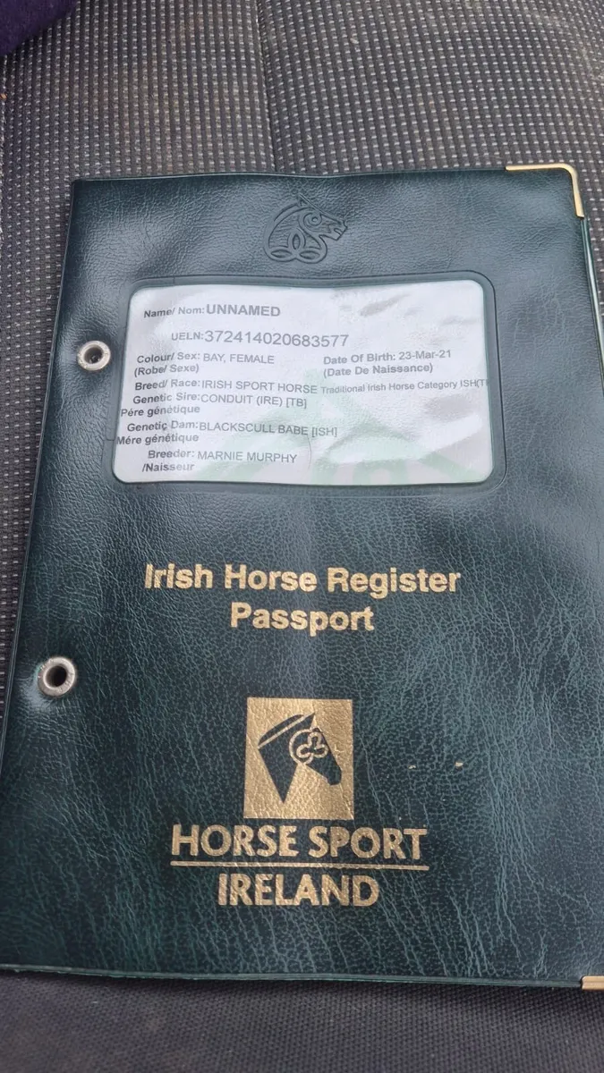 Quality Irish Sports Horse - 5yr - Image 3