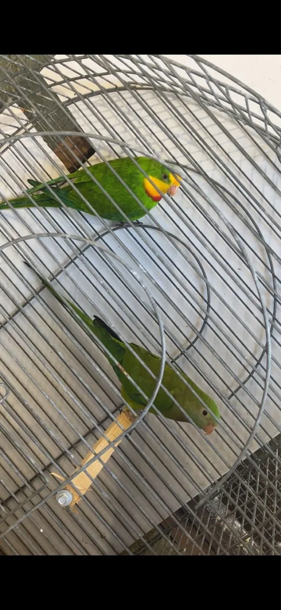 Birds , Birds & More Birds - Image 2