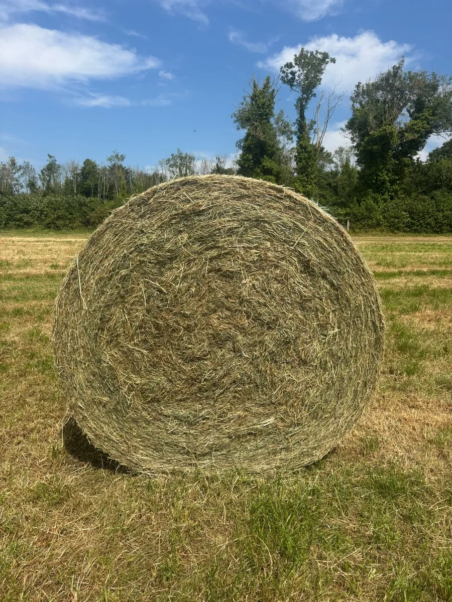 Hay - Image 3