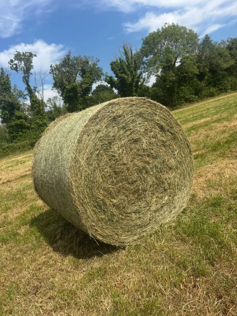Hay - Image 4