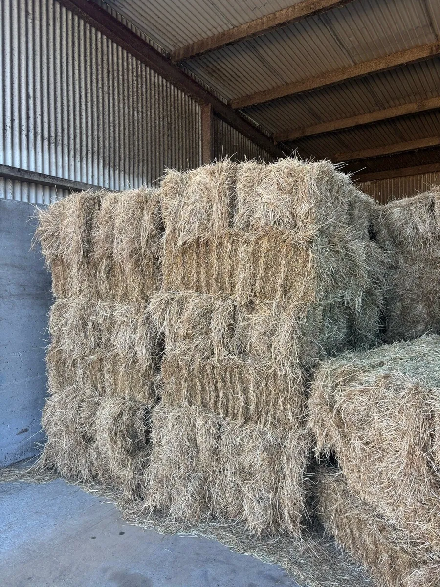 Small square bales of hay - Image 2