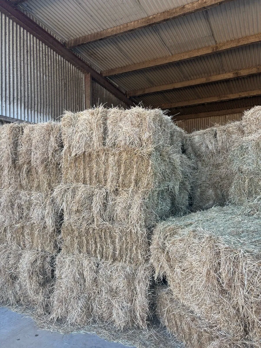 Small square bales of hay - Image 3