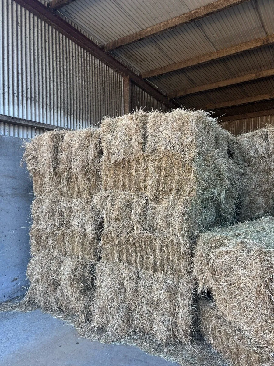Small square bales of hay - Image 4