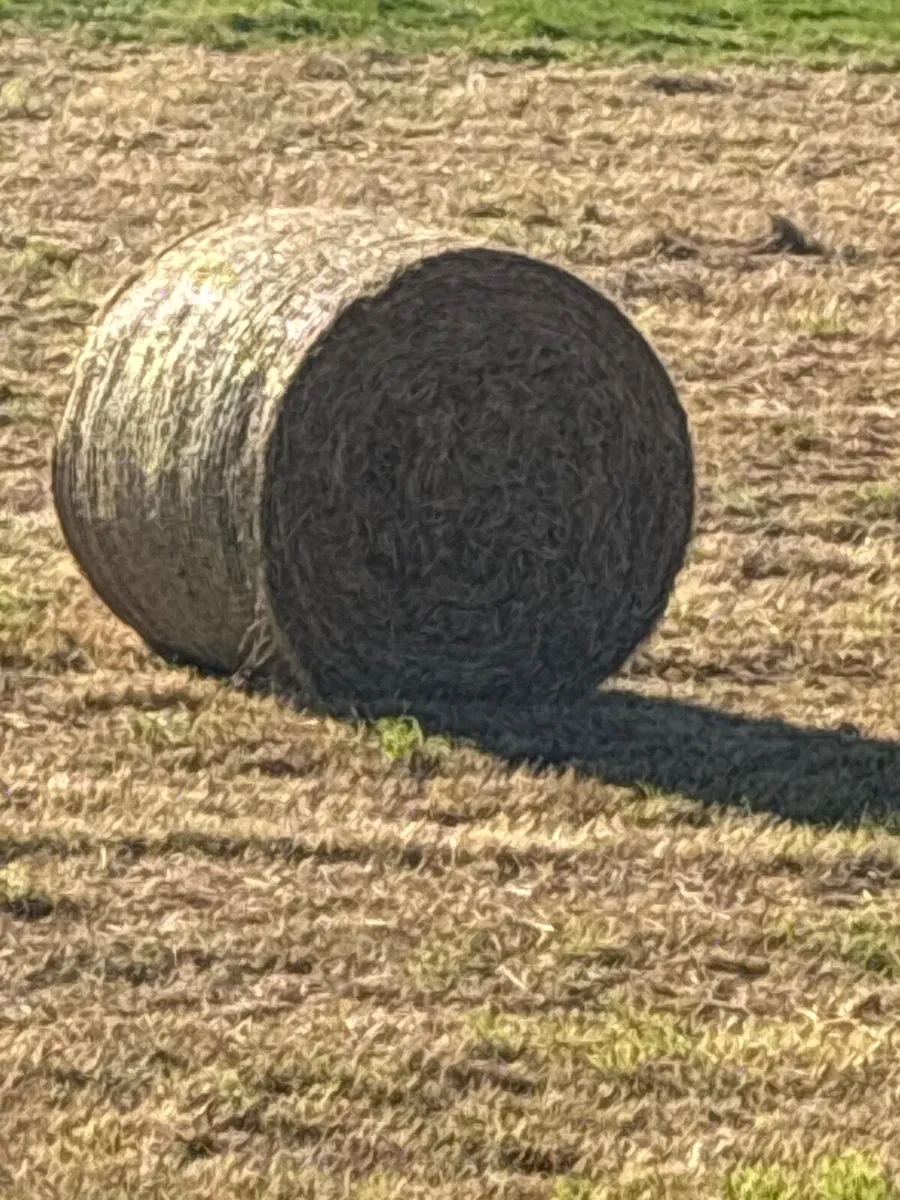 Round bales of hay - Image 2