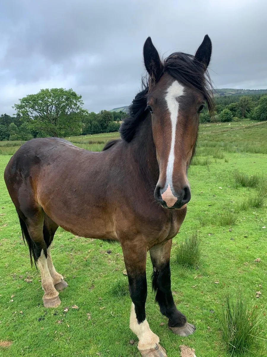 Full shire colt