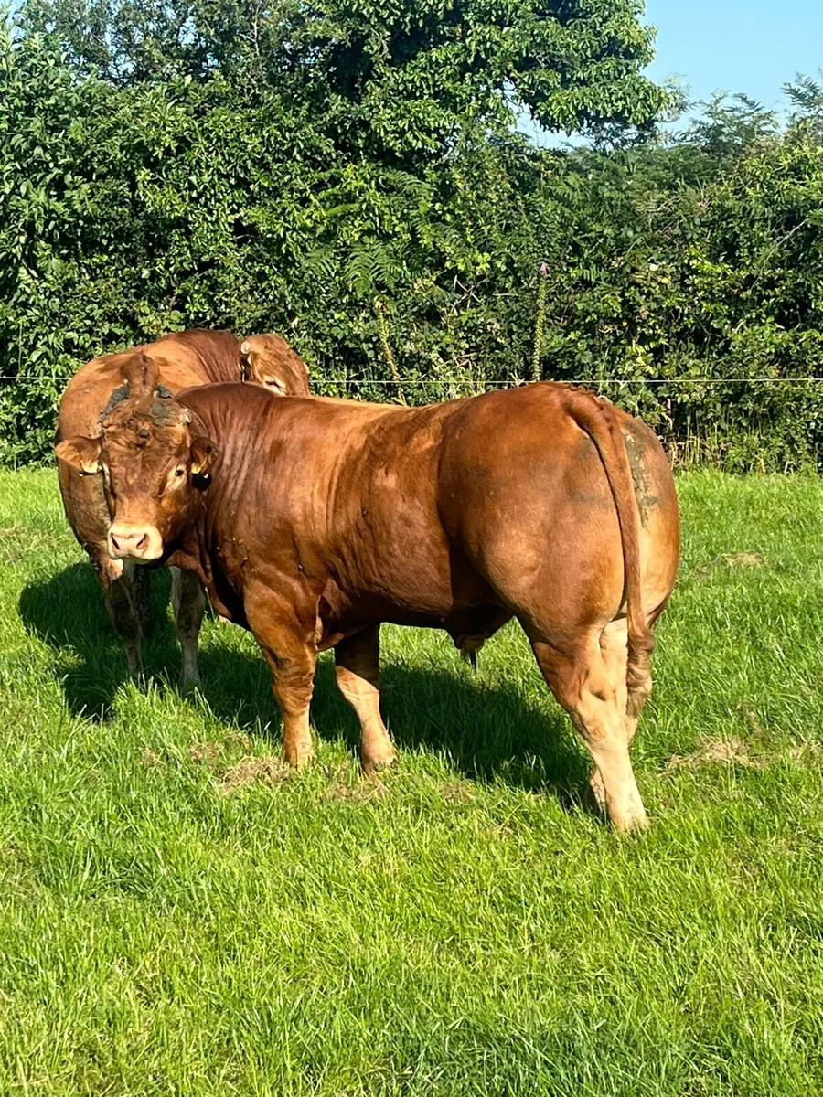 Limousine bulls - Image 1