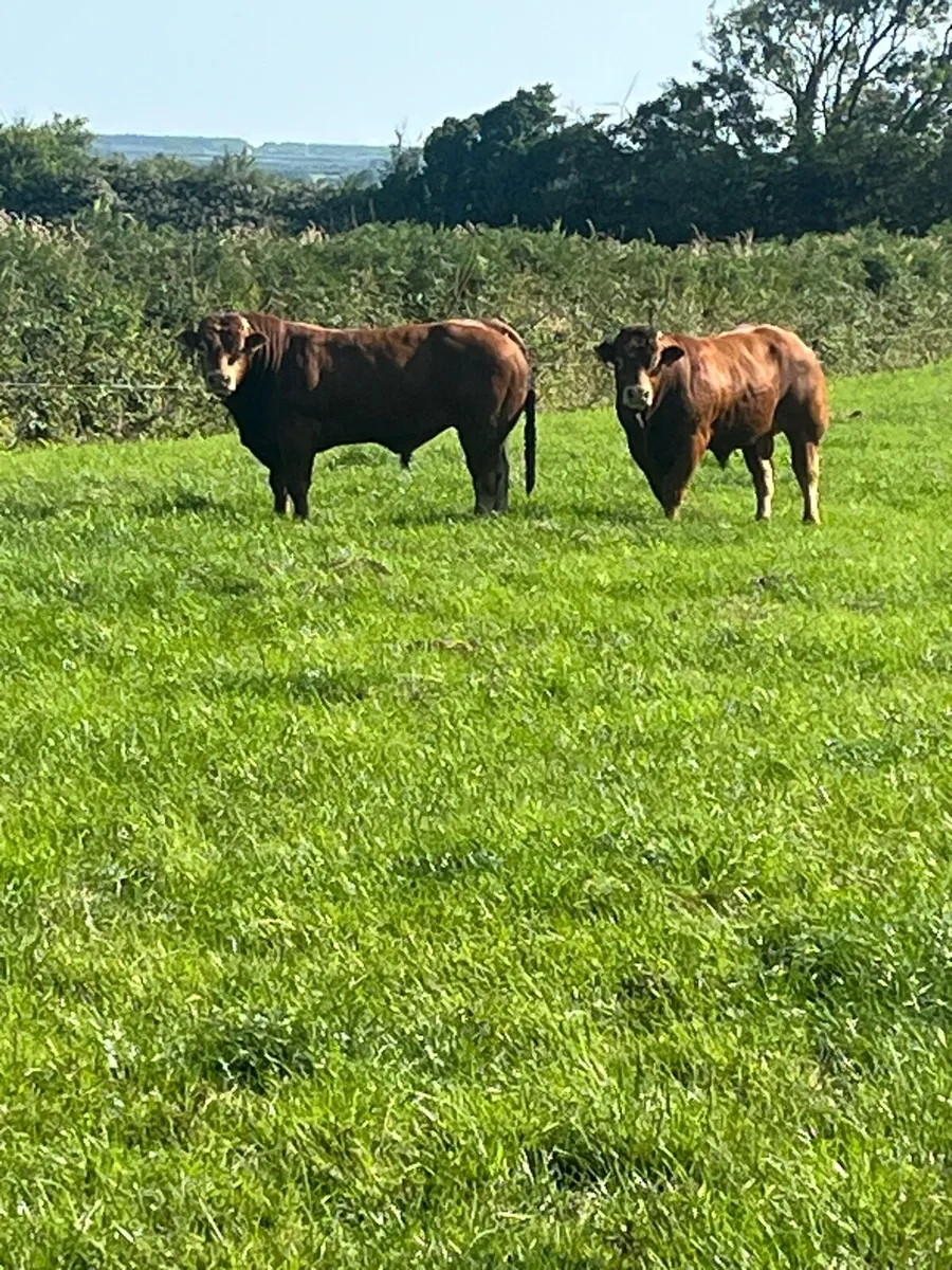 Limousine bulls - Image 2