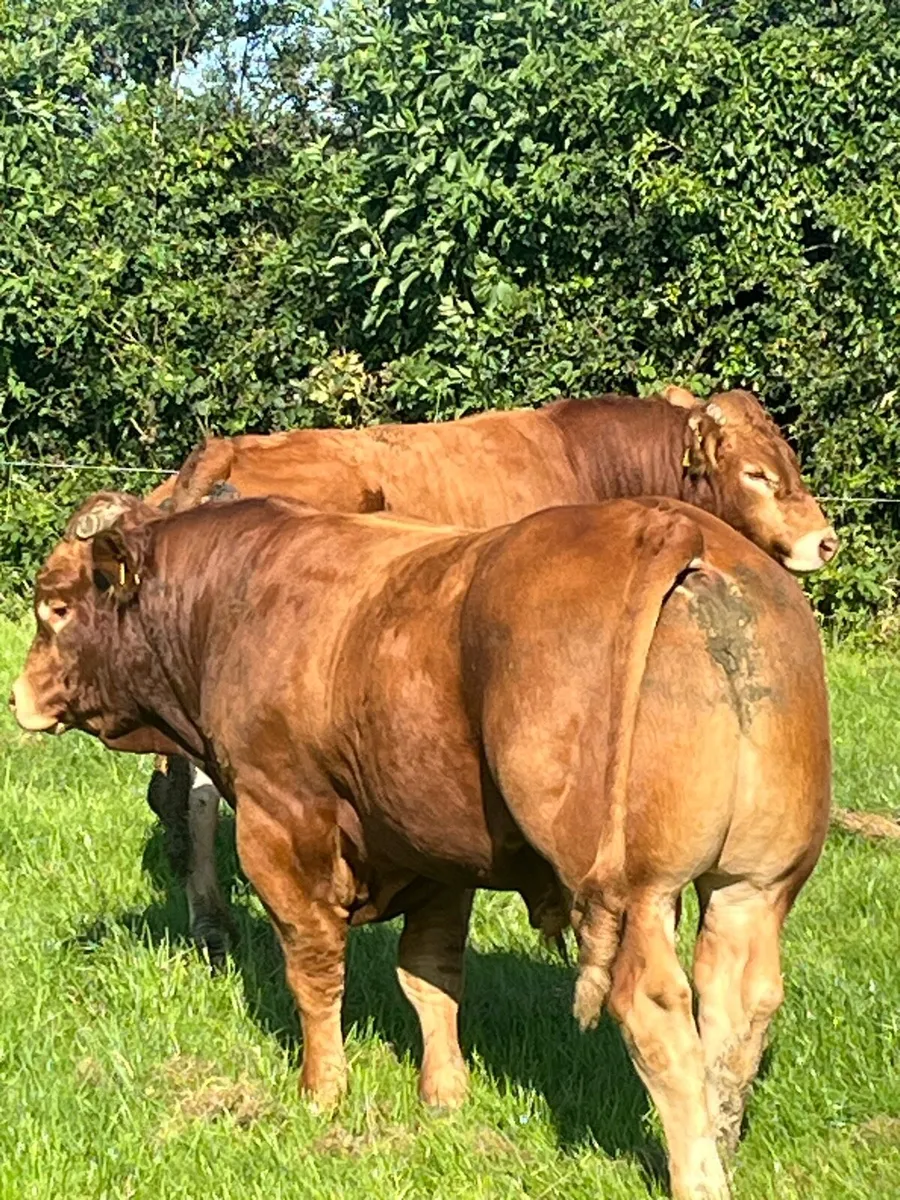 Limousine bulls - Image 3